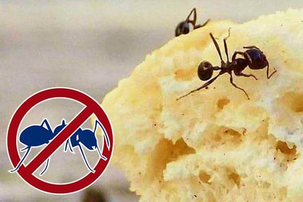 Ant Treatment